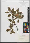 Foto von Salix phylicifolia L.